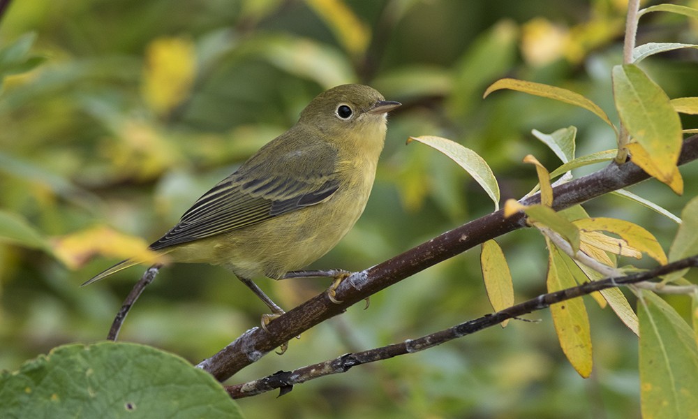 Yellow Warbler (Northern) - ML33152481