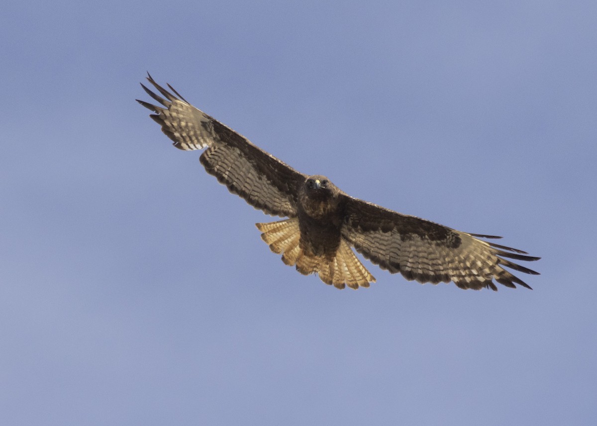 Red-tailed Hawk - Bob Martinka