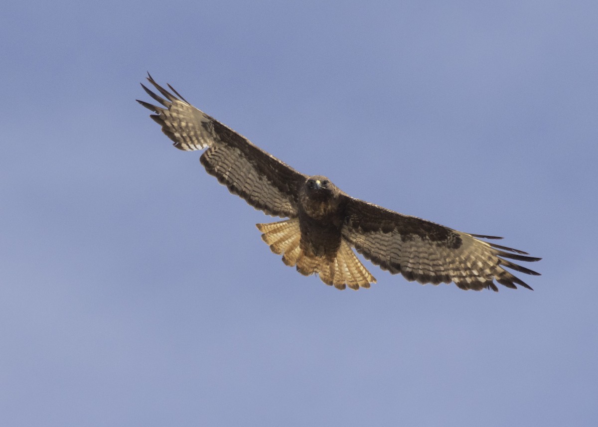 Red-tailed Hawk - ML331525101