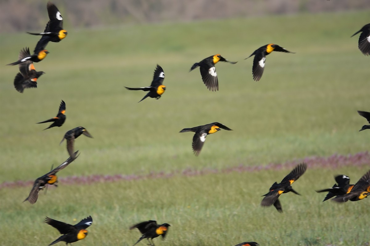 Yellow-headed Blackbird - ML331525121