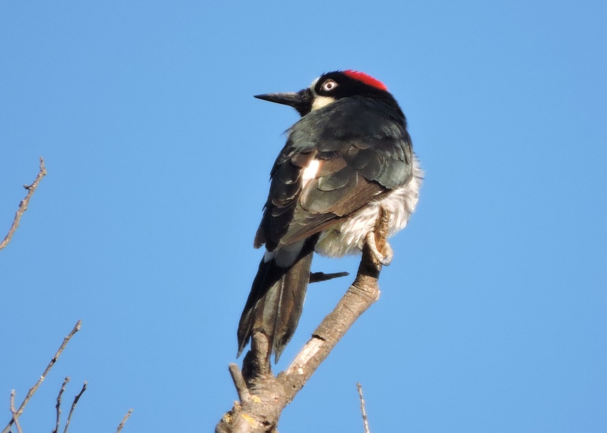 Acorn Woodpecker - Greg Cross