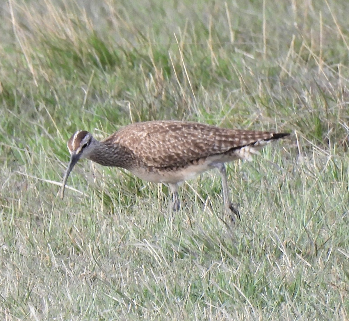 Whimbrel - Jan Thom