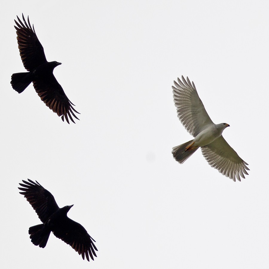 Gray Goshawk - ML33152821