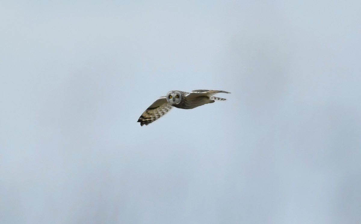 Short-eared Owl - ML331528931