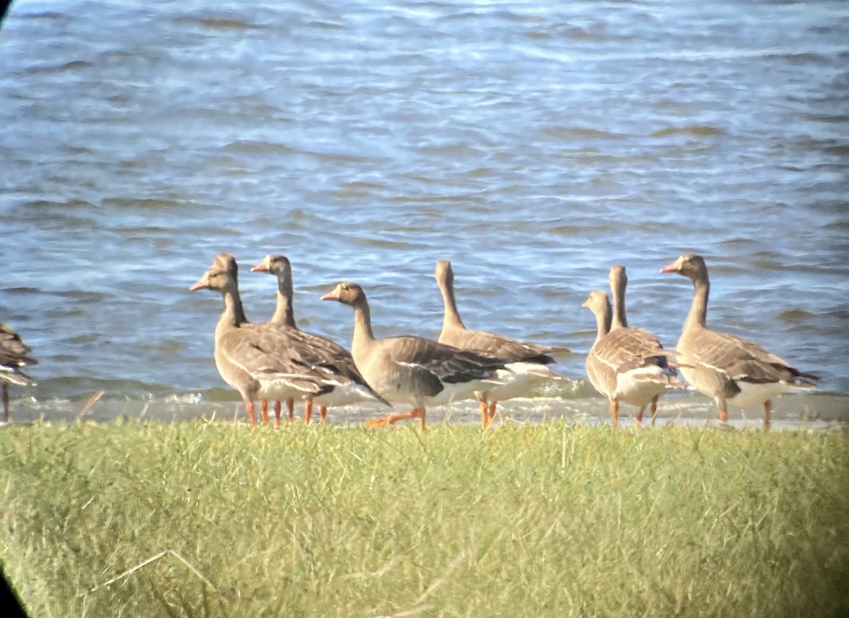 Greater White-fronted Goose - ML331531101