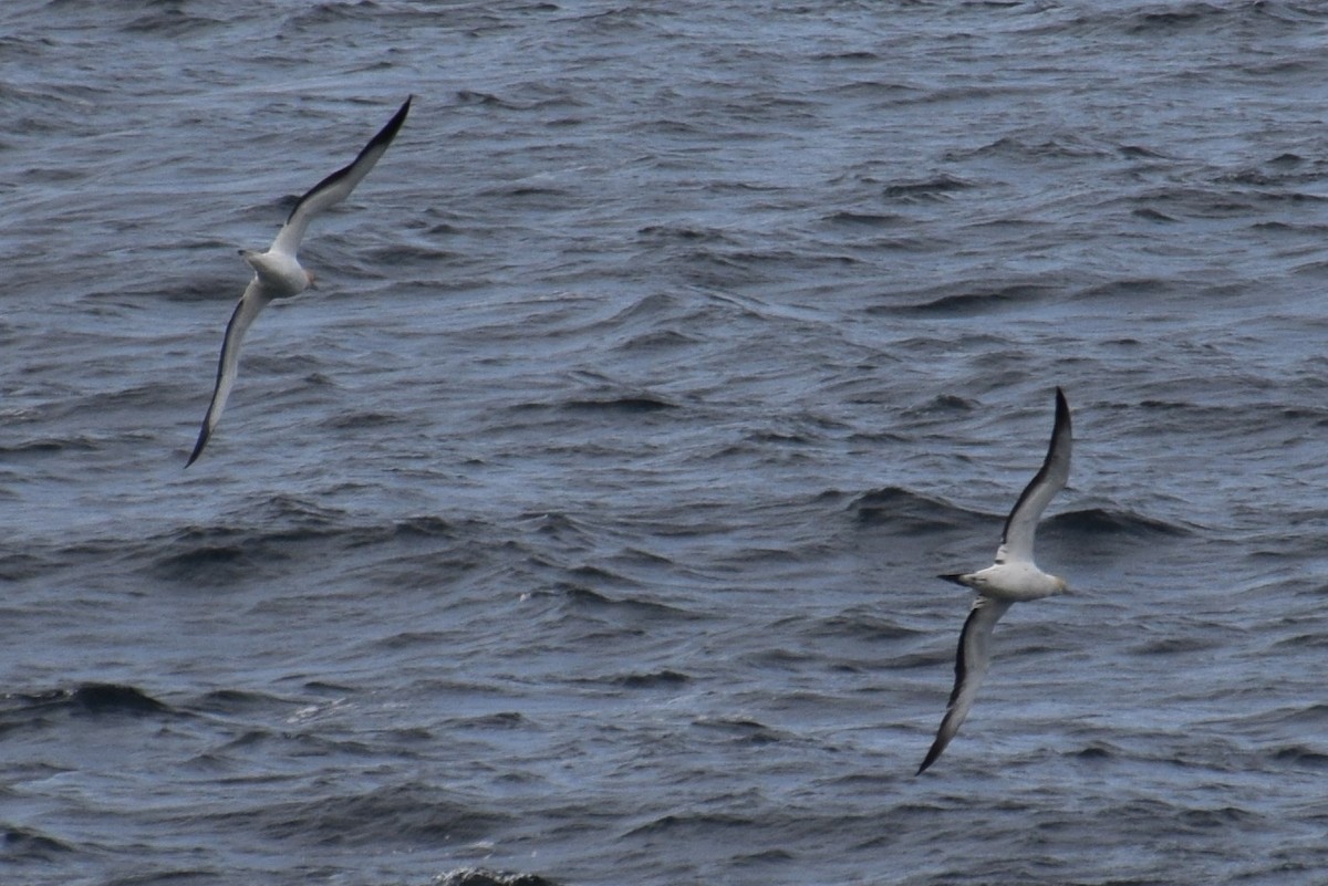 Australasian Gannet - ML33153191