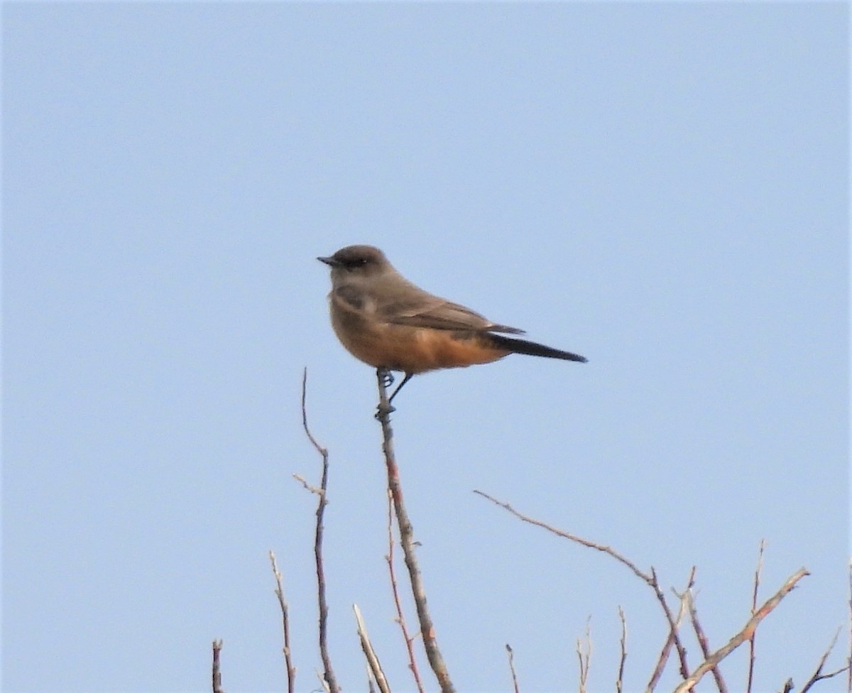 Say's Phoebe - ML331532431