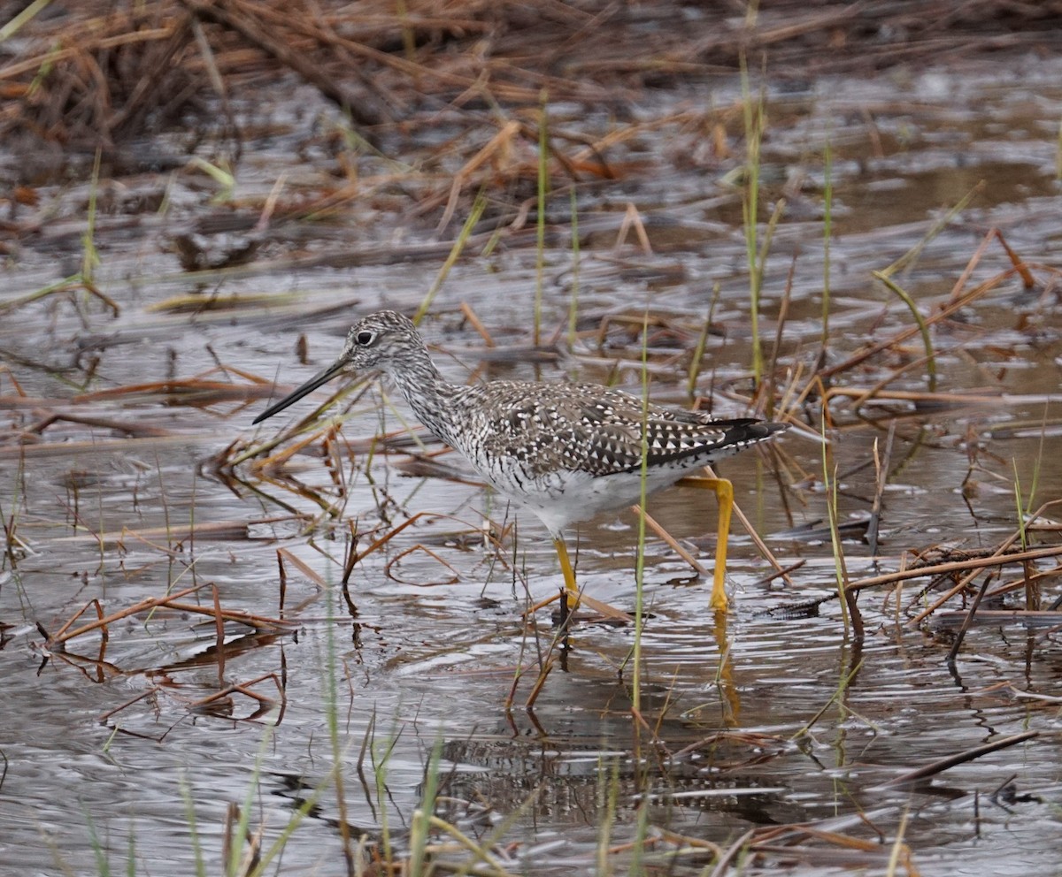 Greater Yellowlegs - Joe McDonnell