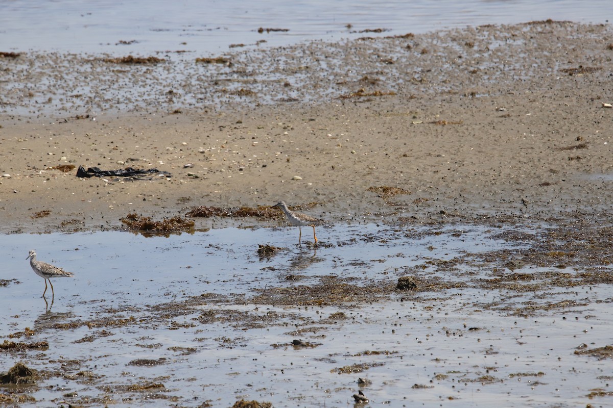 Greater Yellowlegs - T Remy