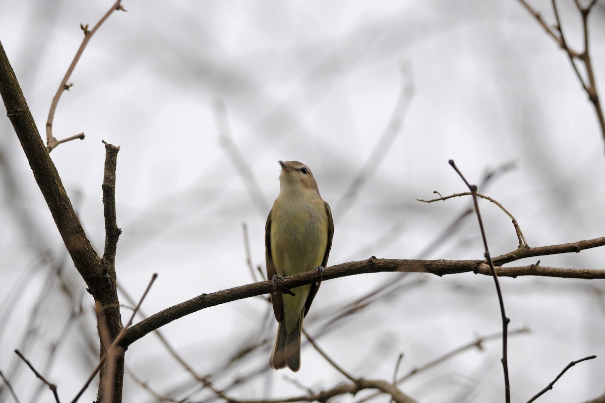 Warbling Vireo - Lori  McCollister