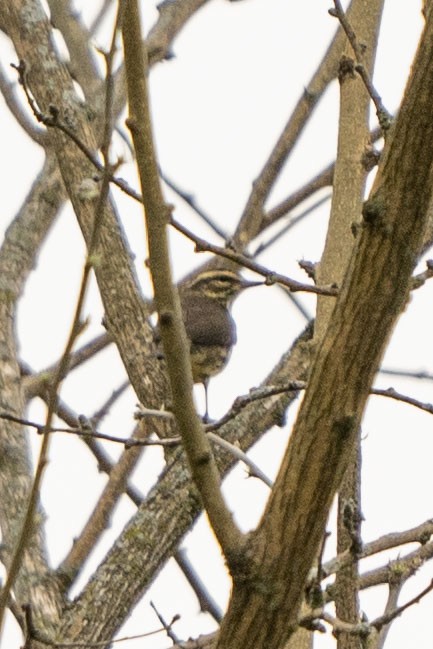 Northern Waterthrush - ML331537591