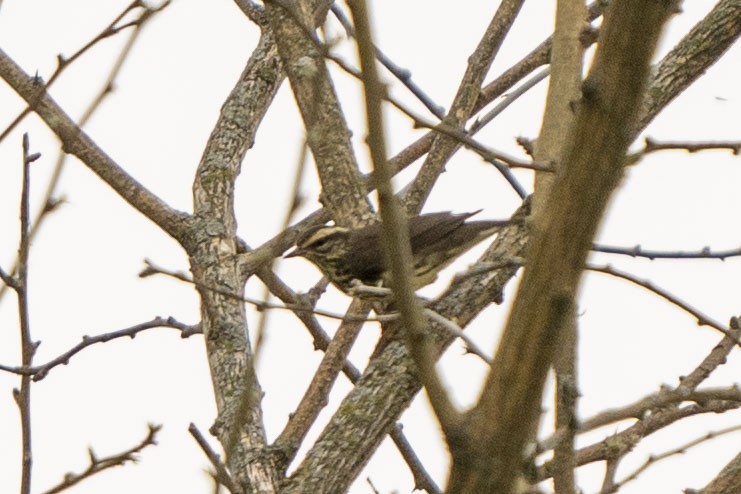 Northern Waterthrush - ML331538111