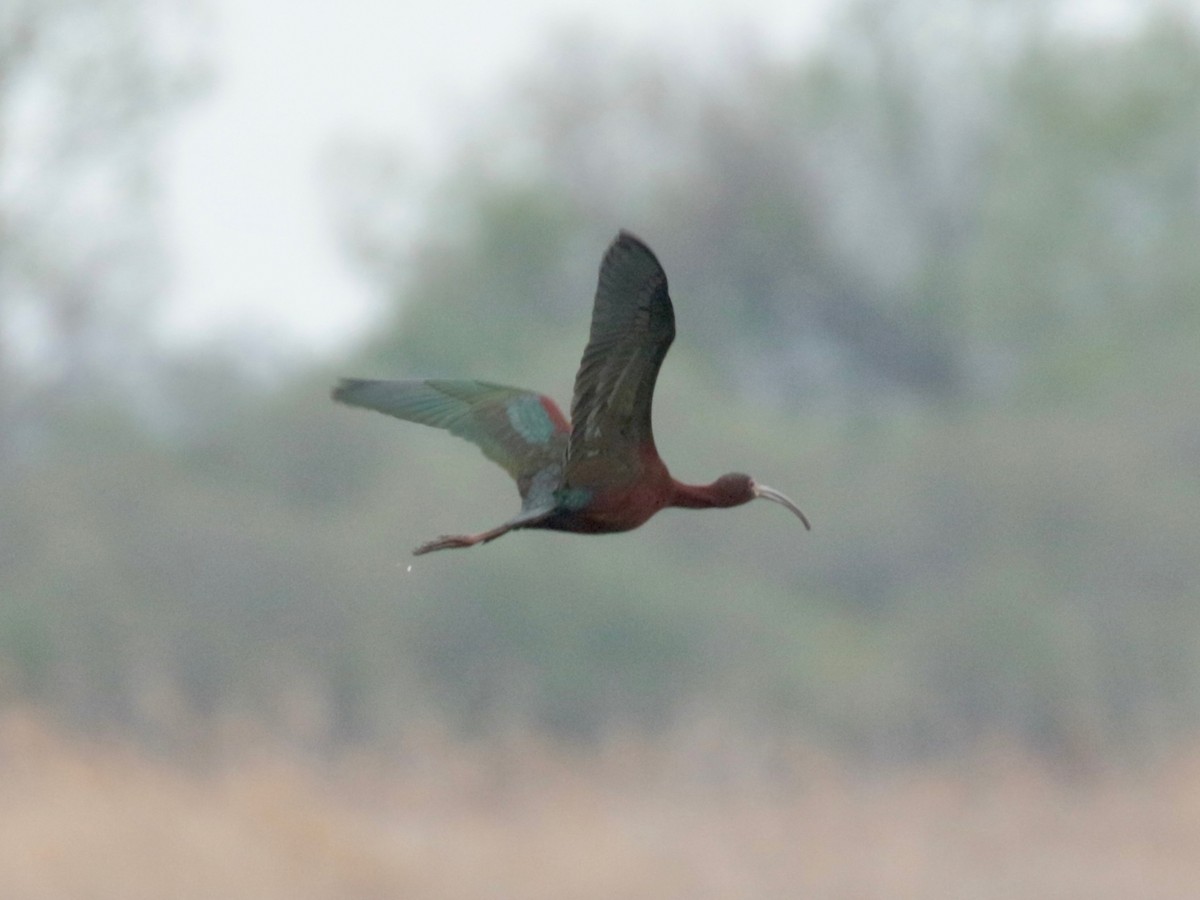 White-faced Ibis - ML331540951