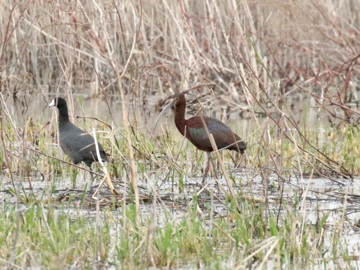 White-faced Ibis - ML331540991