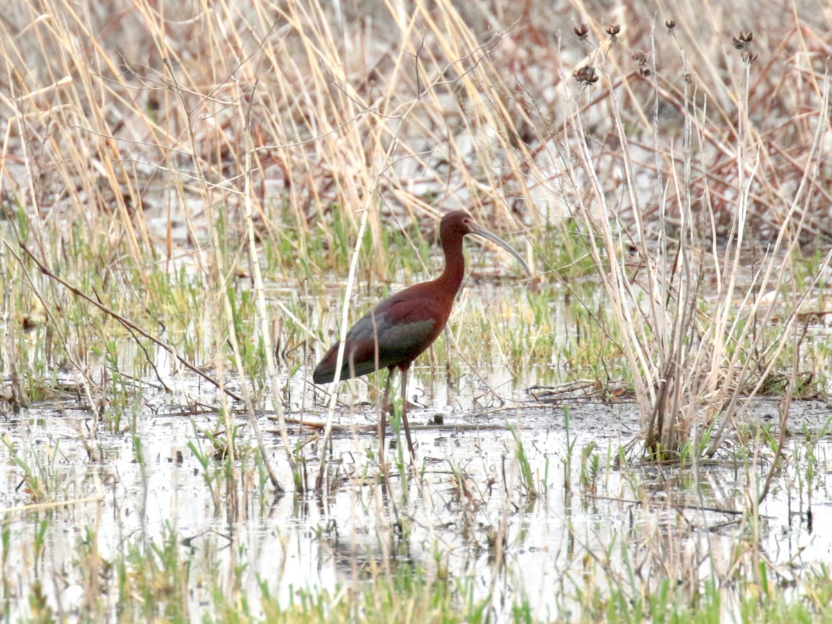 Ibis à face blanche - ML331541001