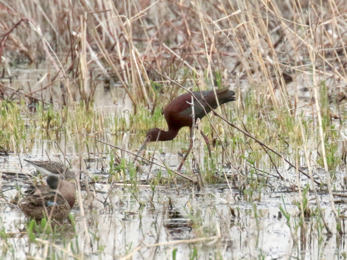 White-faced Ibis - ML331541011