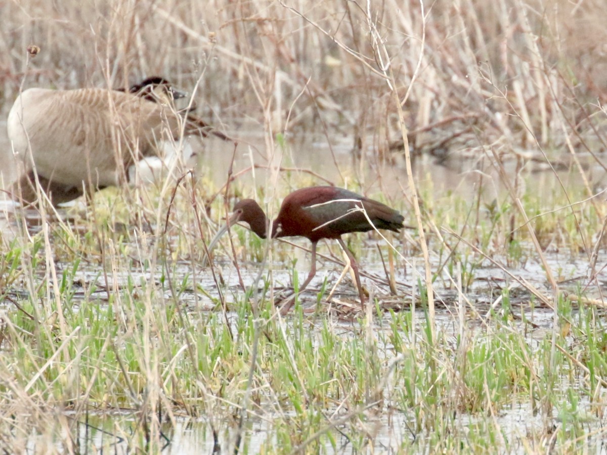 White-faced Ibis - ML331541021