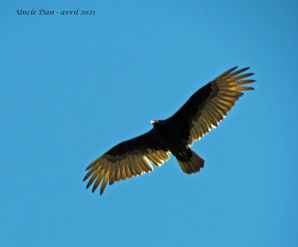 Turkey Vulture - ML331543371