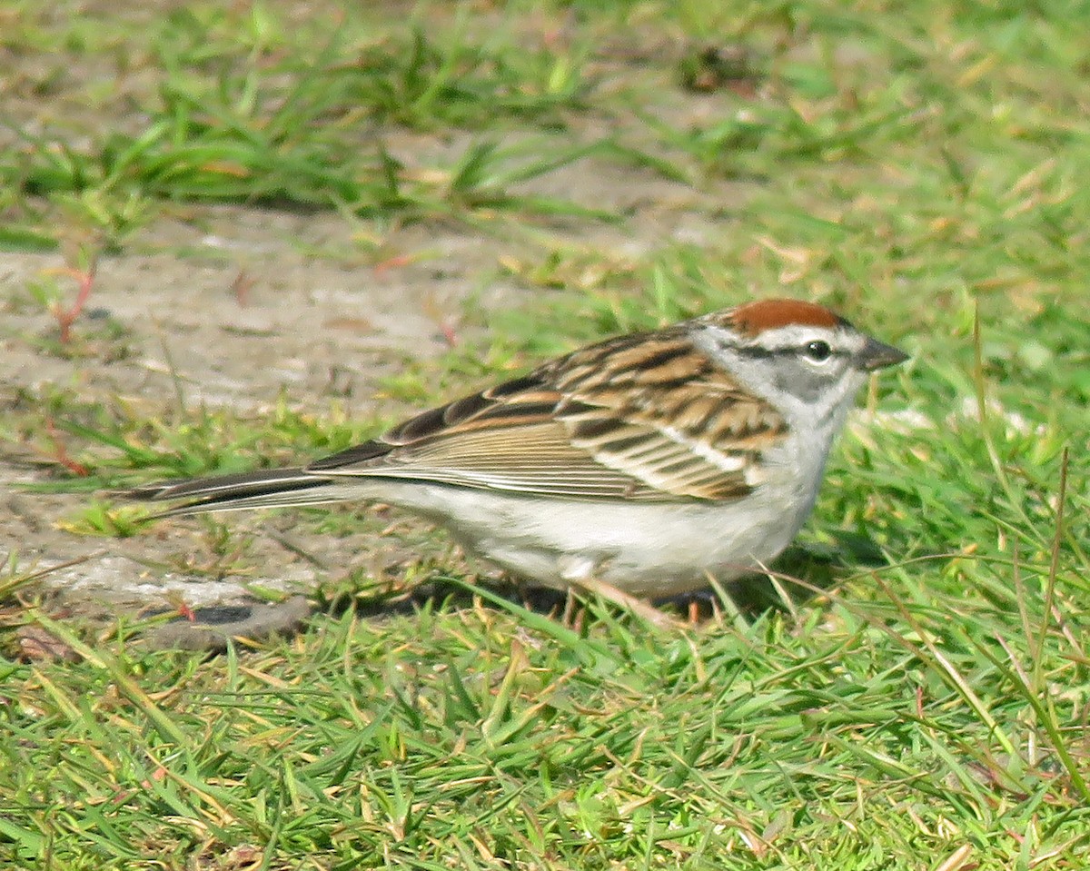 Chipping Sparrow - ML331544041