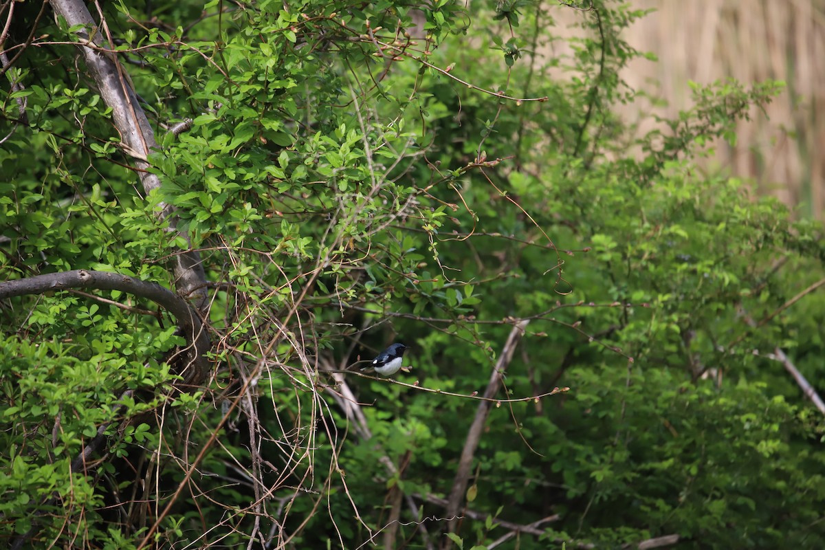 Black-throated Blue Warbler - ML331544101