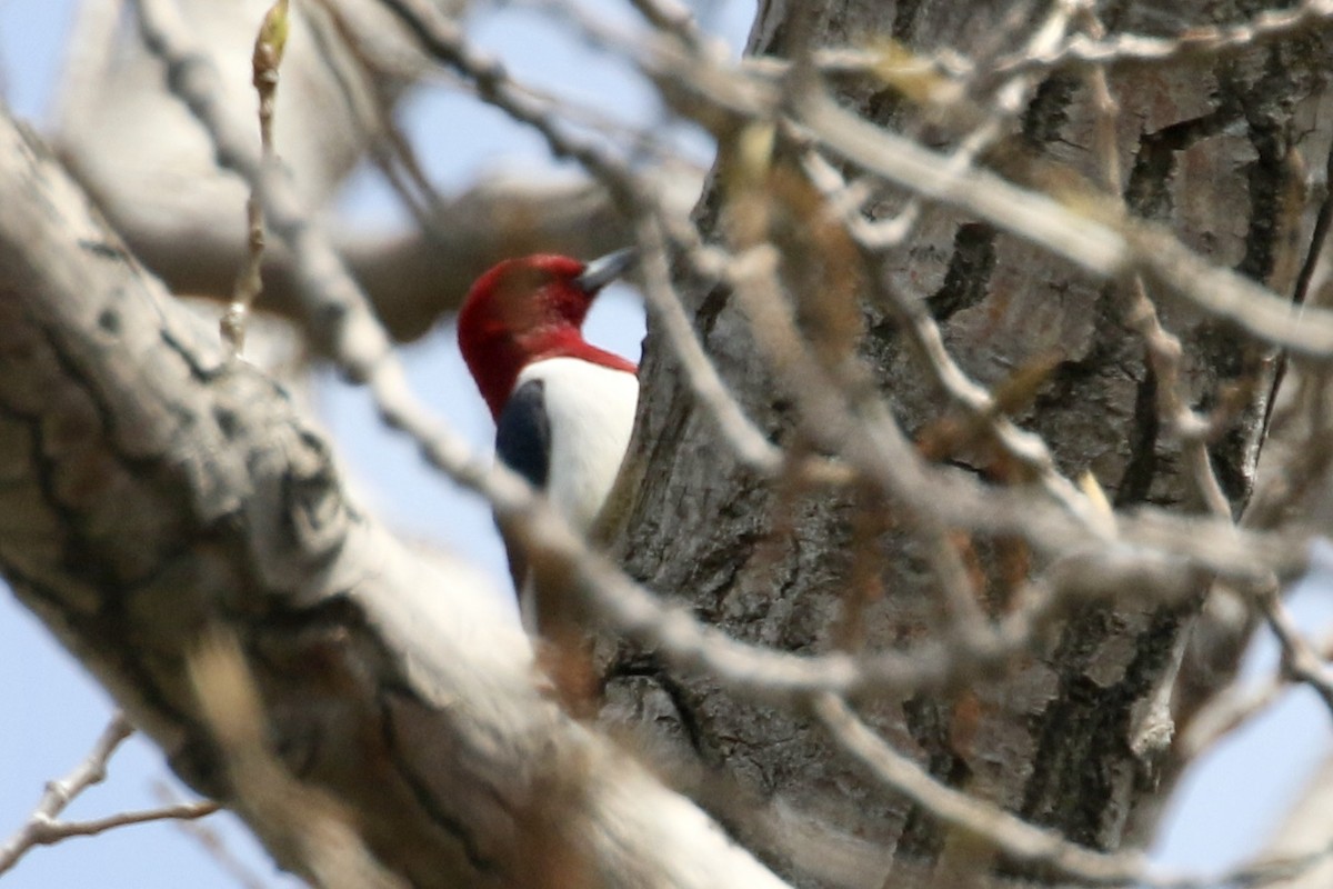 Red-headed Woodpecker - ML331545101