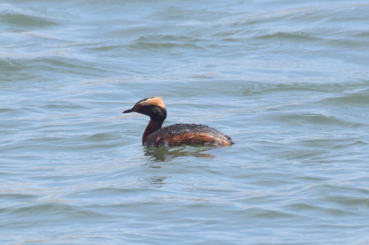 Horned Grebe - ML331548241