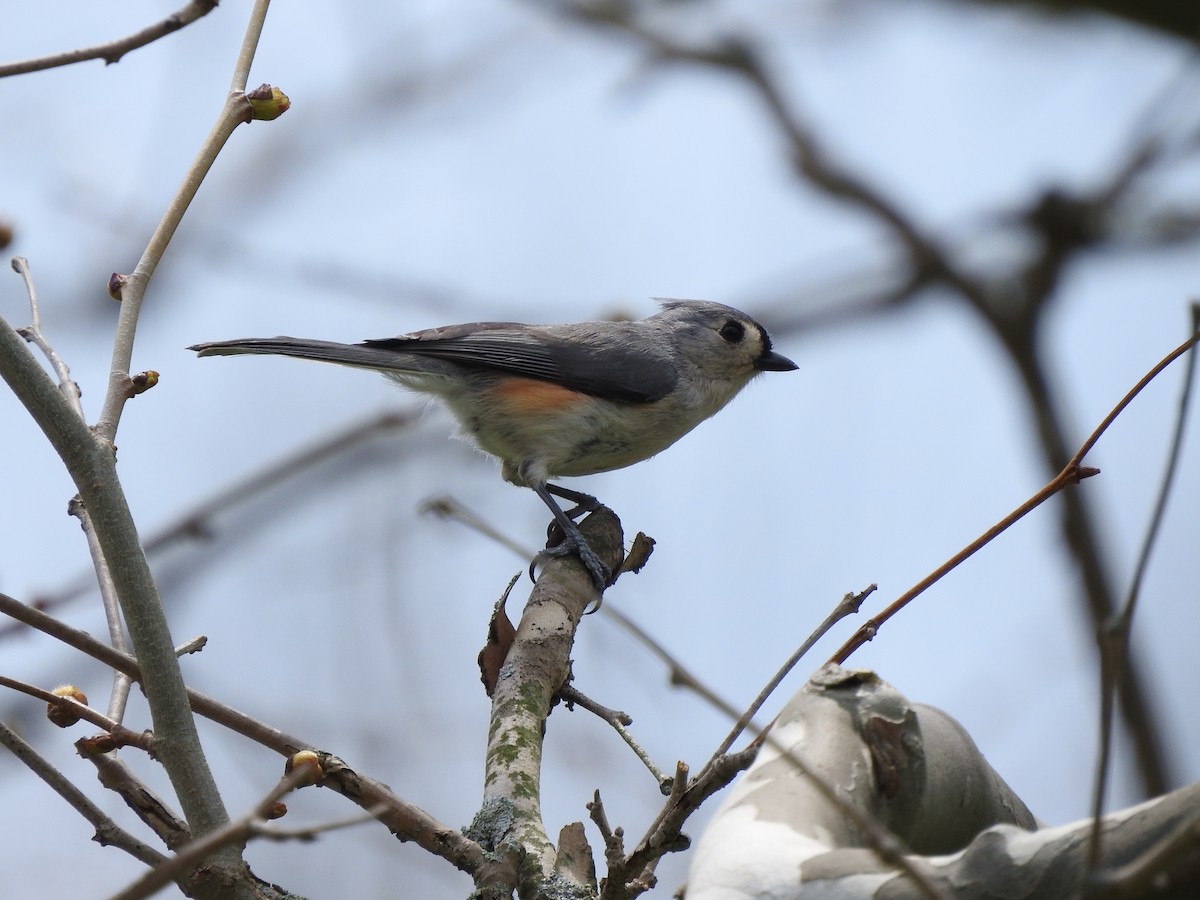 Tufted Titmouse - ML331548621