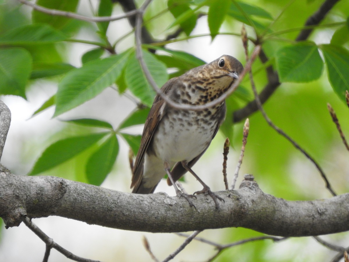 Swainson's Thrush - ML331548851