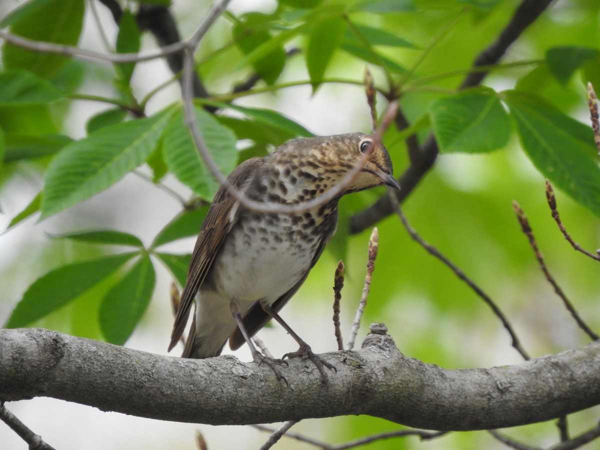 Swainson's Thrush - ML331548861