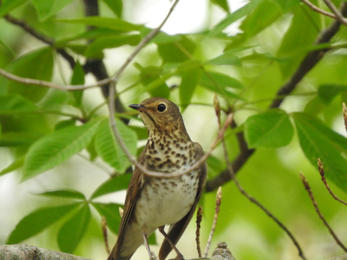 Swainson's Thrush - ML331548871