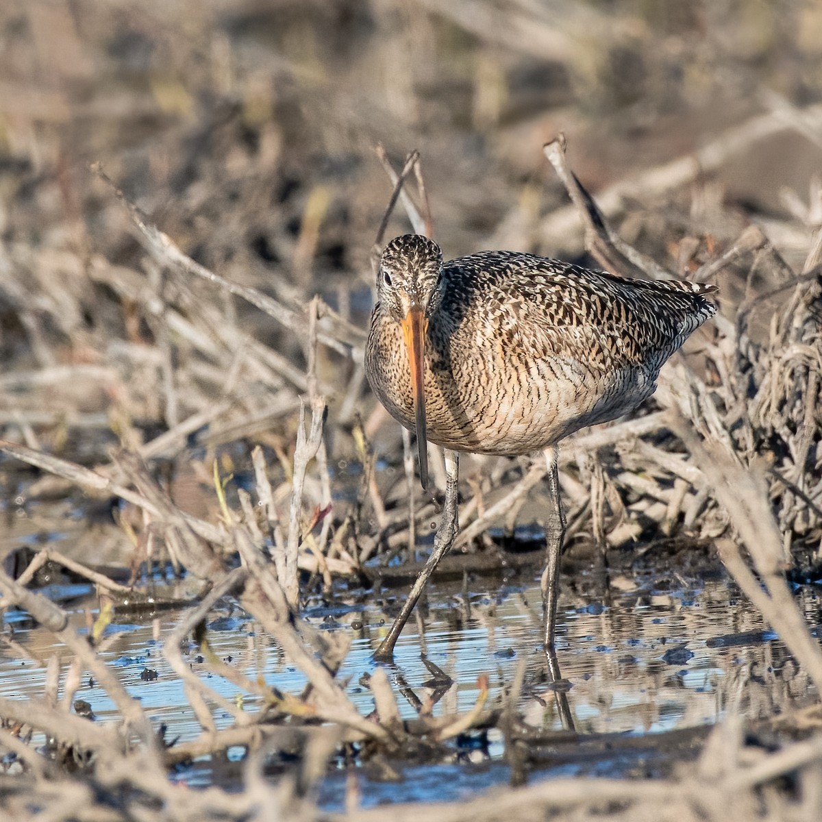 Marbled Godwit - ML331555031