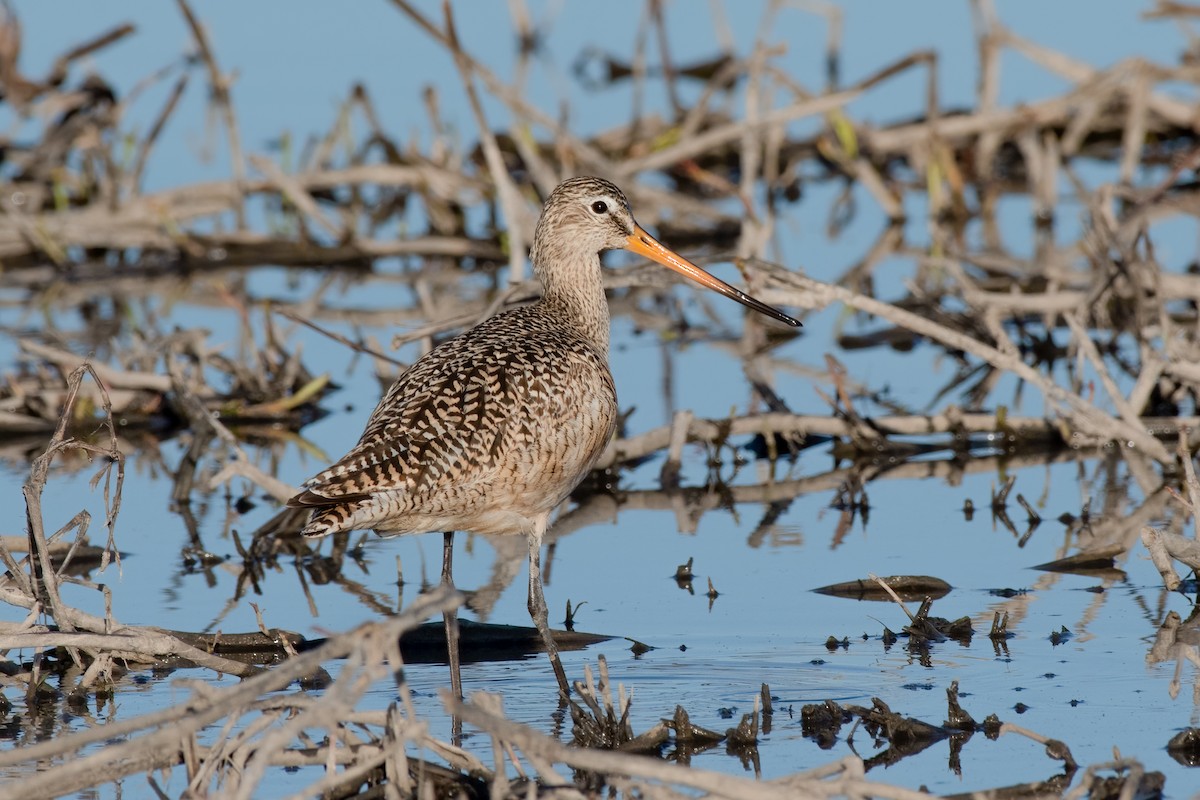 Marbled Godwit - Ron Riley