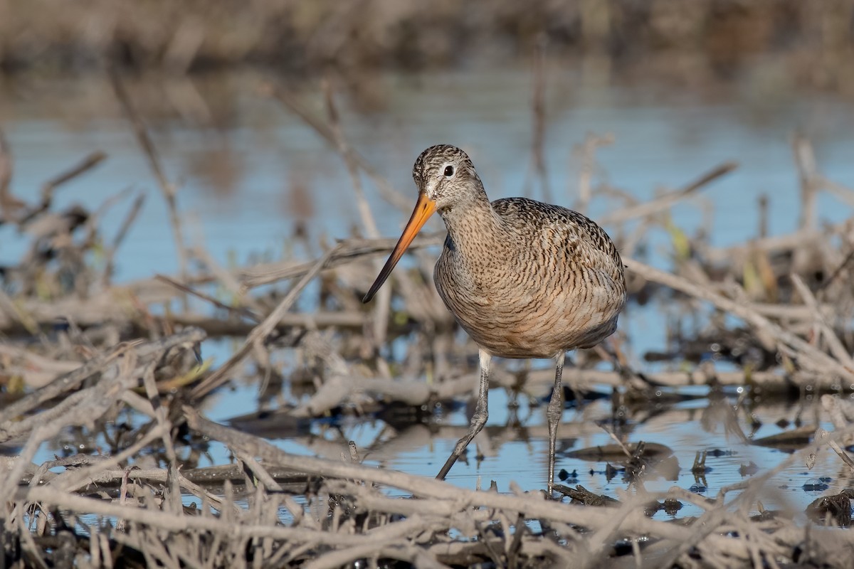 Marbled Godwit - ML331555051