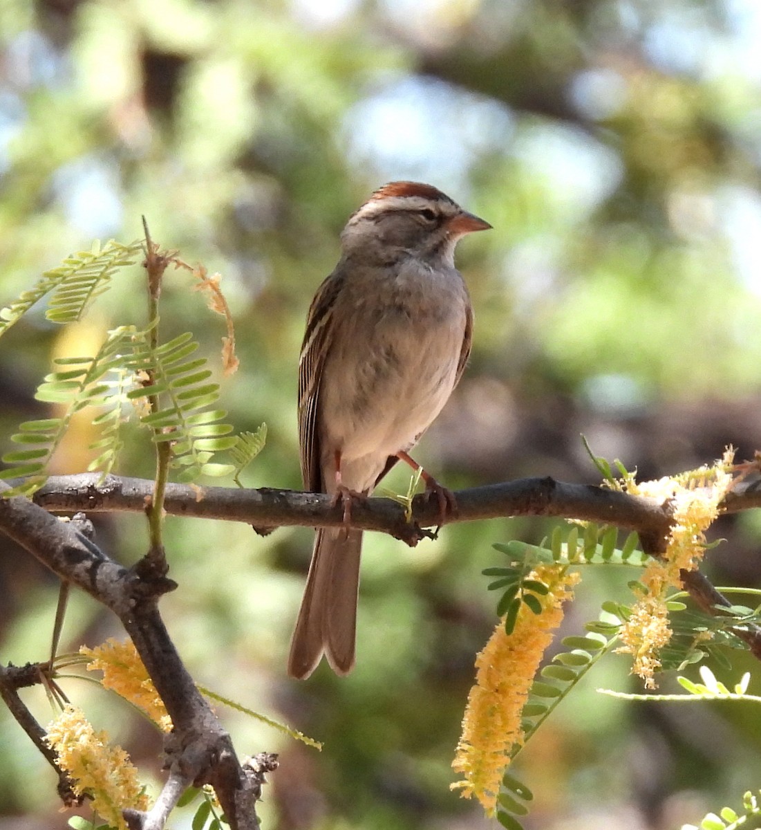 Chipping Sparrow - Mary Tannehill