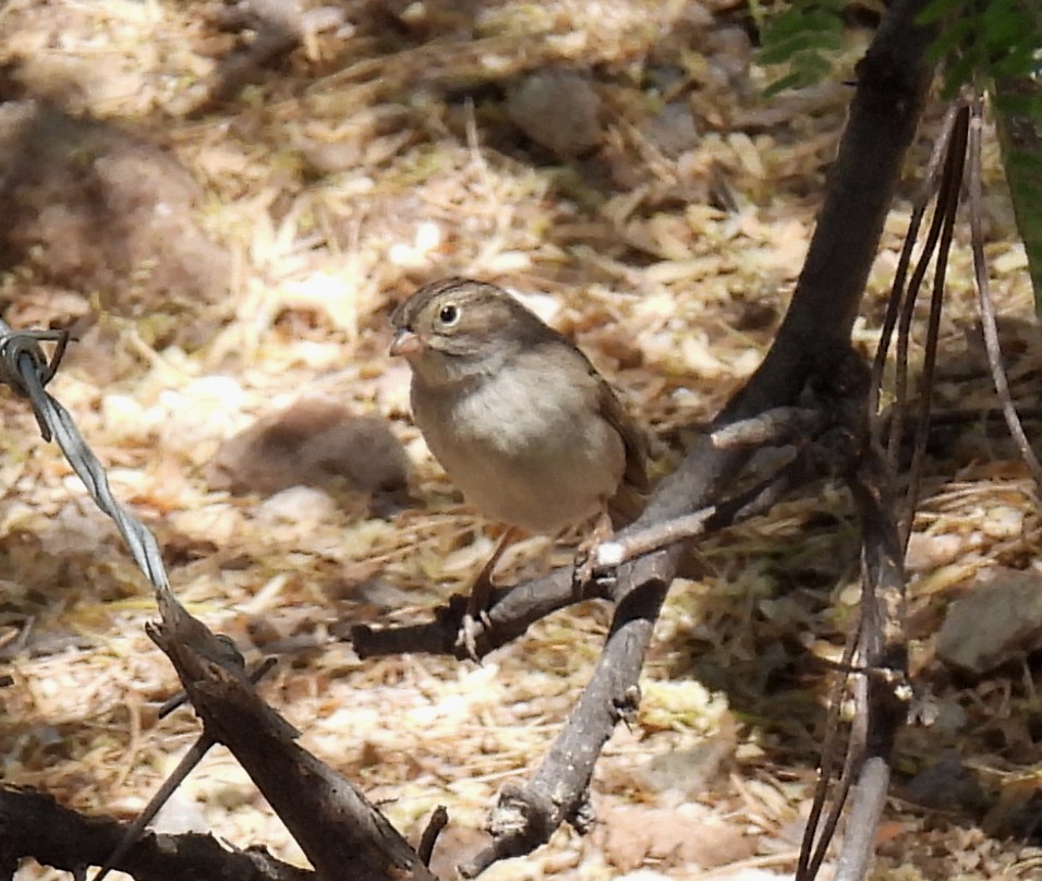 Brewer's Sparrow - ML331555211