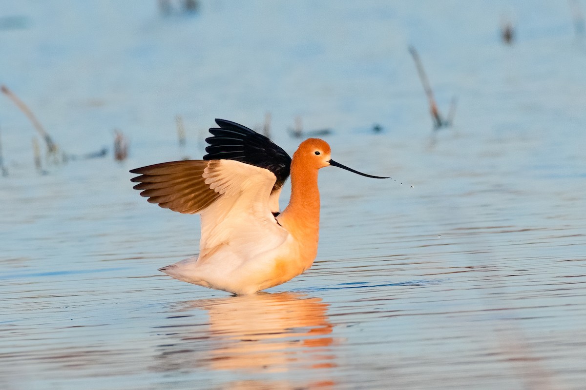 American Avocet - Ron Riley