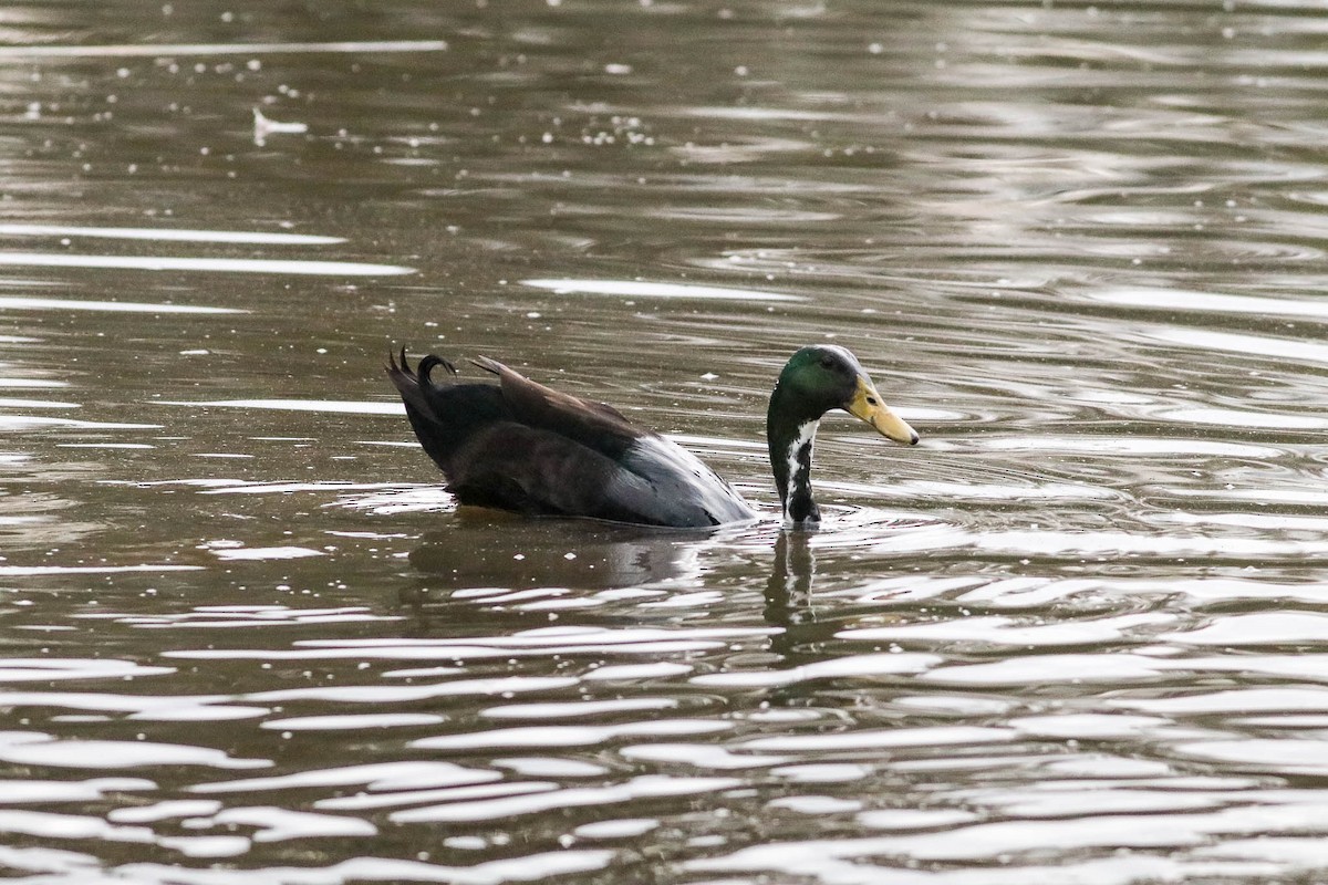 Mallard (Domestic type) - Ged Tranter