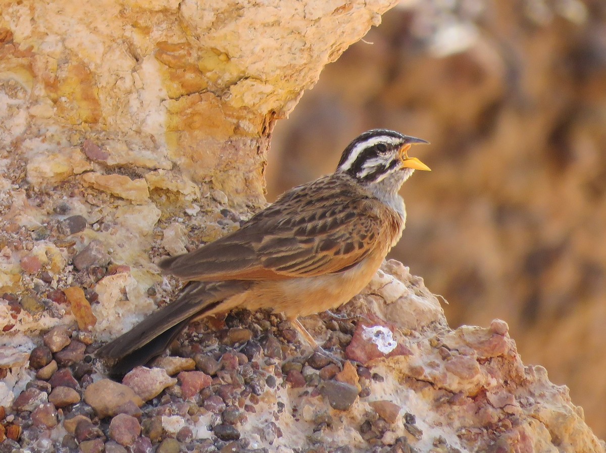 Gosling's Bunting - Bram Piot