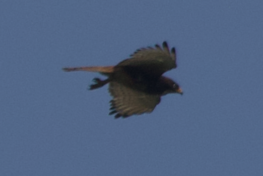 White-eyed Buzzard - ML331557021