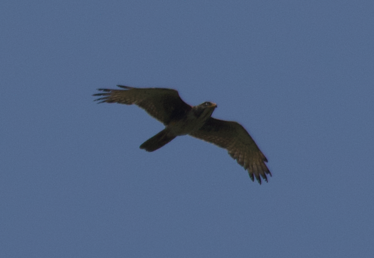 White-eyed Buzzard - ML331557031