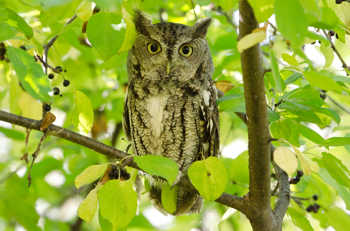 Eastern Screech-Owl - Nolan Pelland