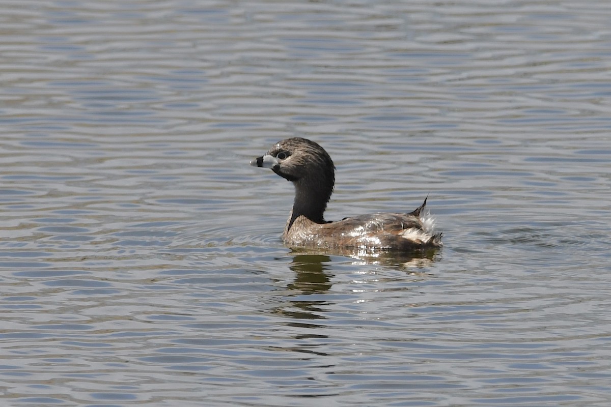 Pied-billed Grebe - ML331562571