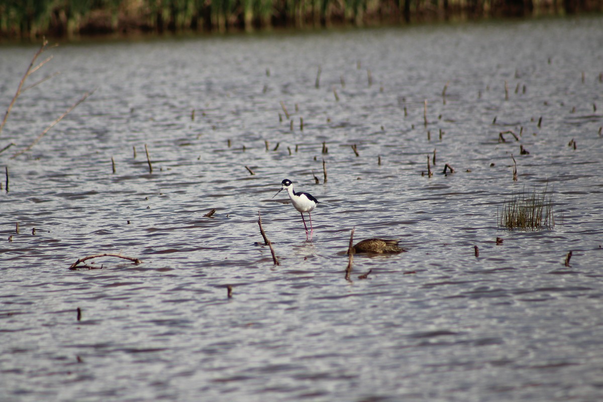 Black-necked Stilt - ML331562911