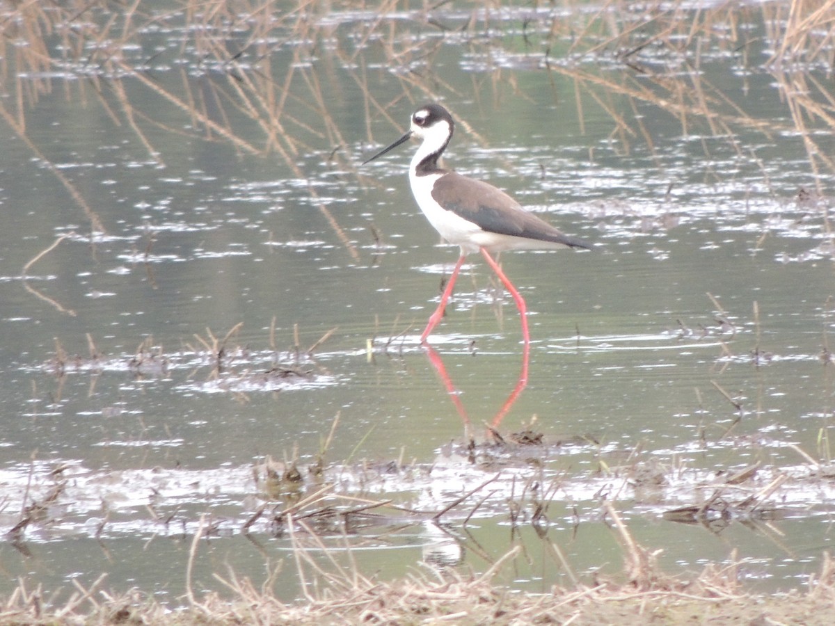 Black-necked Stilt - Randy Hill