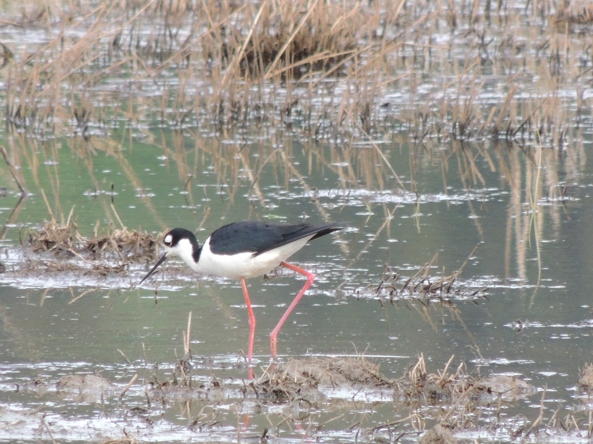 Black-necked Stilt - ML331565401