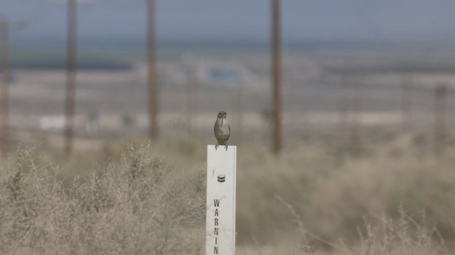 LeConte's Thrasher - ML331565641