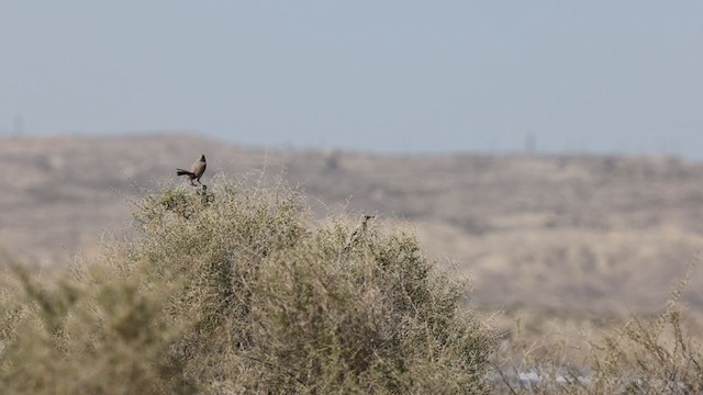 LeConte's Thrasher - ML331566171