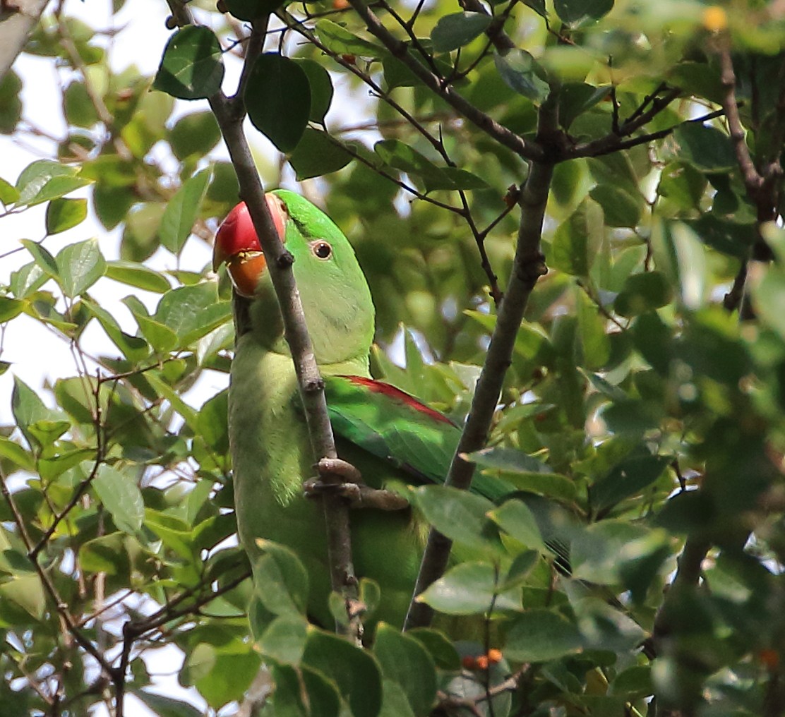 Alexandrine Parakeet - ML331566281