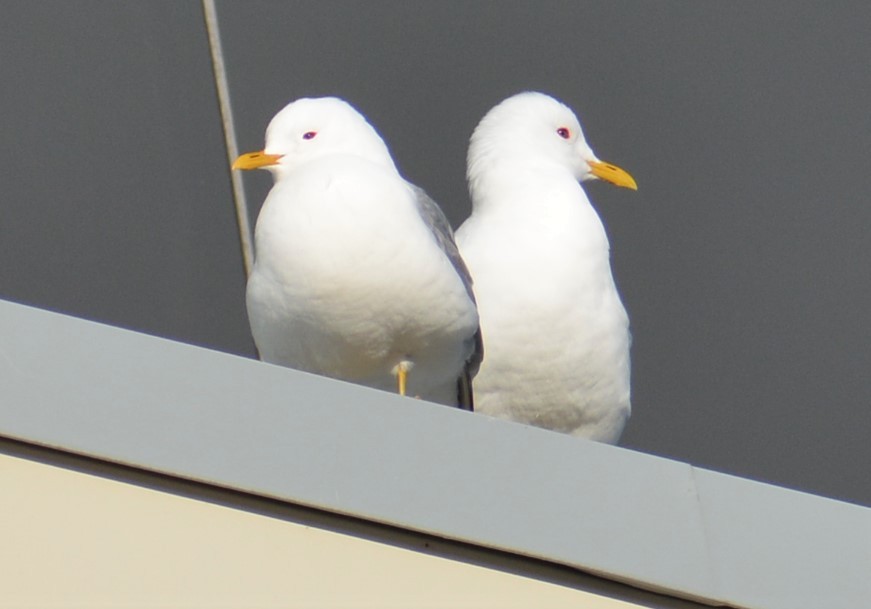 Short-billed Gull - ML331566391