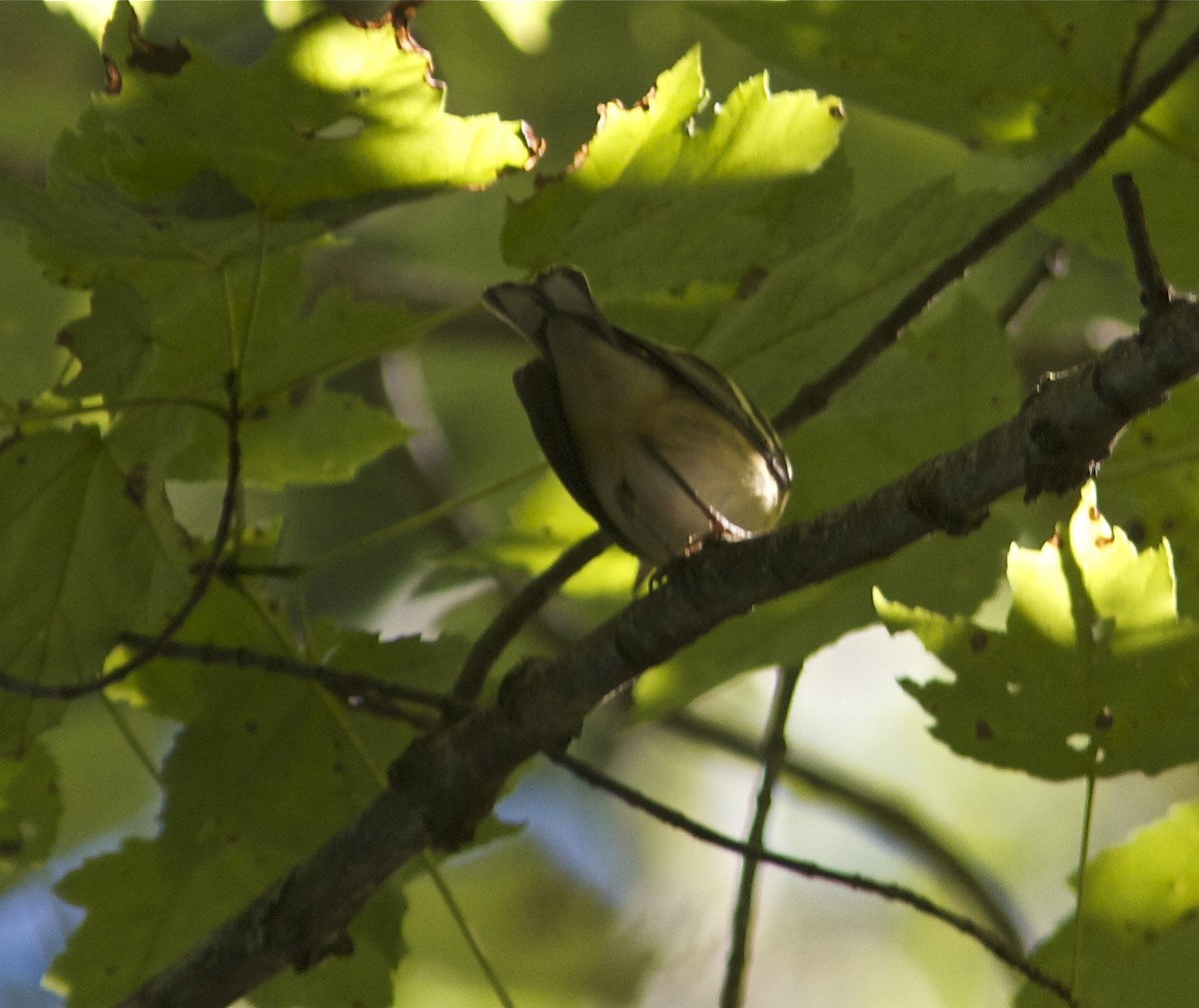 Bay-breasted Warbler - Holly Merker